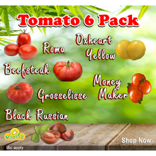 Tomato 6 Pack Seed