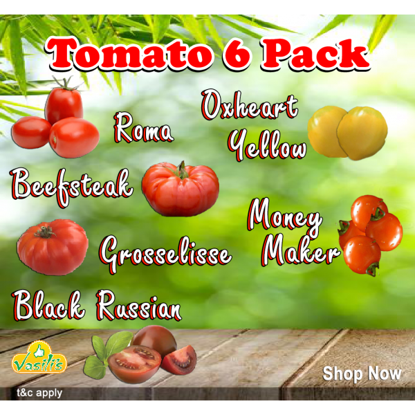Tomato 6 Pack Seed