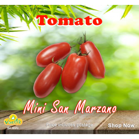 Tomato Mini San Marzano