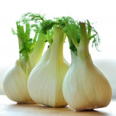 Fennel-Sweet of Florence