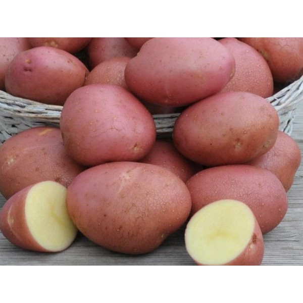 Organic Otway Red  Potatoes