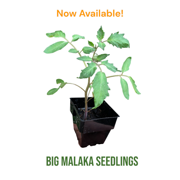Big Malaka Greek Tomato ® Seedling
