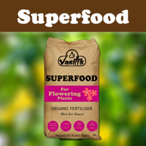 Superfood Plant Food