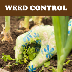Weed control