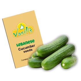 Lebanese Cucumber 