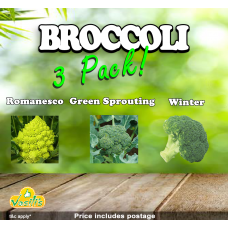 Broccoli 3 Pack