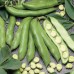 Broad Beans & Beetroot seeds