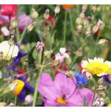 Beneficial Insect & Bee Mix